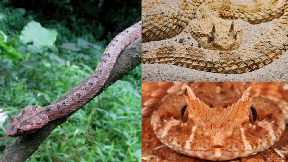 Loài sinh vật cực độc chỉ xuất hiện ở Việt Nam: Có khuôn mặt của ‘ác quỷ’, tên gọi nghe đã thấy sợ