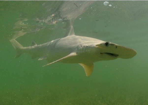 Kì lạ 8 loài động vật sinh con mà không cần con đực giao phối