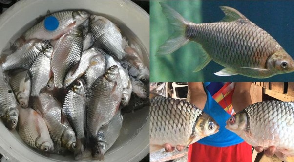 Loài cá Việt Nam suýt bị tuyệt chủng, giờ hồi sinh kỳ diệu, là món đặc sản trị giá hàng triệu đồng