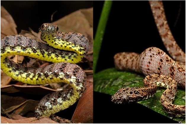Loài rắn đẹp nhất Việt Nam: Vẻ đẹp siêu thực, được mệnh danh nữ hoàng sắc đẹp của thế giới động vật