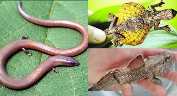 8 sinh vật kỳ dị nhất Việt Nam: Chỉ nhìn đã ‘sởn gai ốc’, số 5 khiến nhiều người ám ảnh cả đời