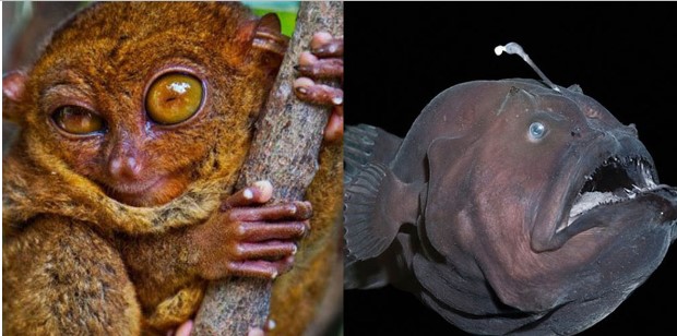 Những động vật có ngoại hình đáng sợ nhất trên thế giới, là nỗi khiếp sợ với nhiều người khi sở hữu 'mặt quỷ'