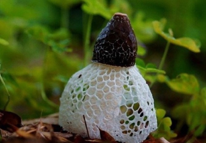 Việt Nam sở hữu loại nấm quý đắt bậc nhất TG: Có vẻ đẹp cổ tích, người Trung Quốc săn lùng tìm mua