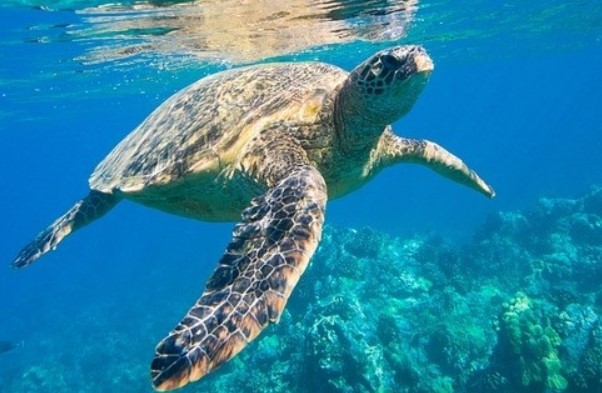 
Bí ẩn sau sự sống thọ của loài rùa: Tim lấy ra ngoài vẫn đập tiếp được trong 24h