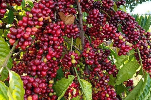 Giá nông sản ngày 17/1/2024: Cà phê và hồ tiêu tiếp tục tăng