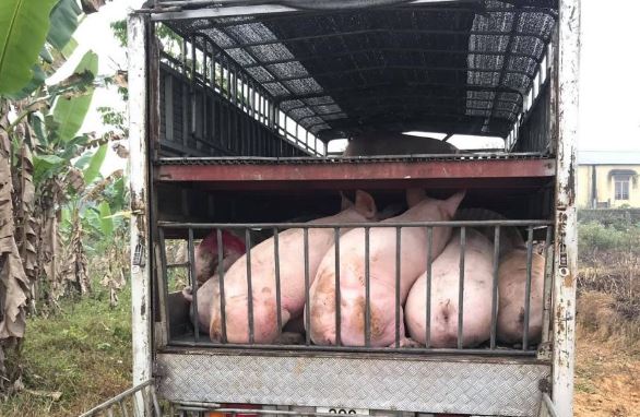 Giá heo hơi hôm nay 17/1/2024: Cả 3 miền tiếp tục tăng