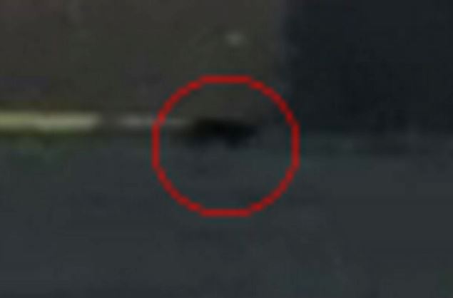 Đi chơi ở vùng nông thôn, người phụ nữ phát hiện con 'quái thú bí ẩn' đang rình rập săn mồi trên cánh đồng