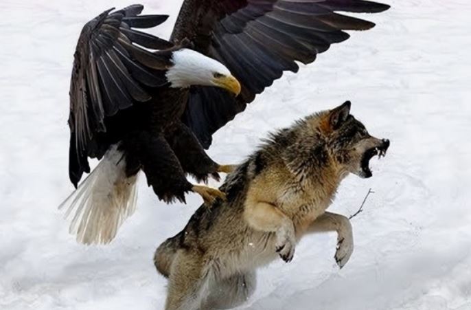 Sói là loài săn mồi đỉnh cao, hung hãn nhưng vẫn phải chịu thua trước 1 loài được mệnh danh ‘vua bầu trời’
