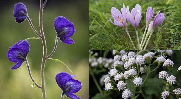 Những loài hoa đẹp nhưng có độc tố cao: 1 loại rất phổ biến tại Việt Nam, nhiều người yêu thích