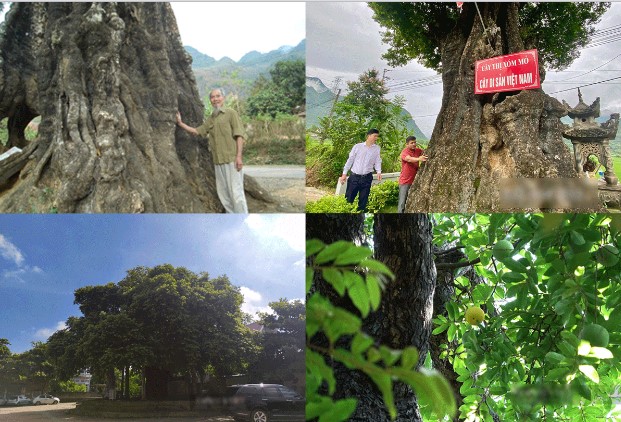 Cây thị có tuổi thọ cao nhất Việt Nam: Là cây di sản, các vị quan xưa đi qua đều phải xuống ngựa