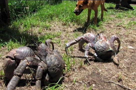 CLIP: Loại sinh vật trên cây dừa khiến nhiều người sợ hãi nhưng lại là đặc sản hiếm có