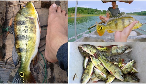 Loài quái ngư ngoại lai từng xuất hiện ở 2 hồ thủy điện của Việt Nam, tên gọi nghe là thấy oai phong