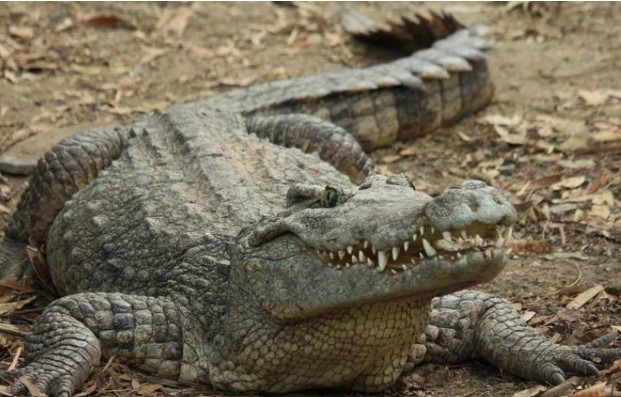 Loại động vật sống sót qua ba lần tuyệt chủng hàng loạt: Bị nhiều người 'hàm oan'