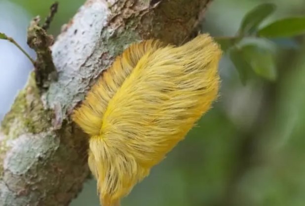 Loại sâu bướm trông giống tóc giả nhưng lại độc nhất: Chạm vào là đau thấu xương!