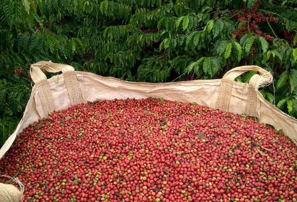 Giá nông sản ngày 18/1/2024: Cà phê quay đầu giảm, hồ tiêu tiếp đà tăng