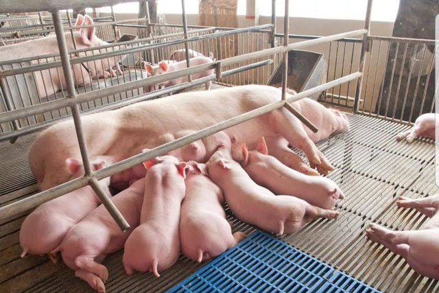 Giá heo hơi hôm nay 18/1/2024: Tiếp tục tăng, có thể đạt 65.000 đồng/kg