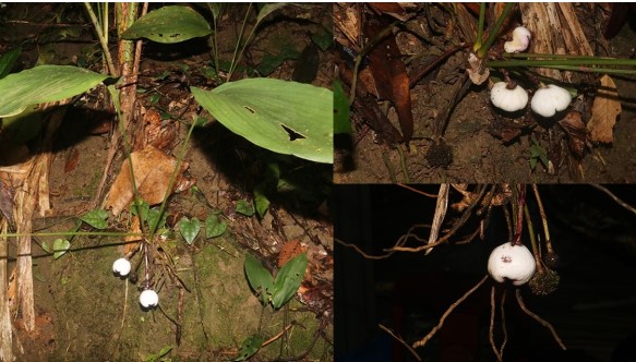 Việt Nam phát hiện loài cây chưa từng xuất hiện trên thế giới, có vẻ ngoài siêu đẹp, độc nhất vô nhị