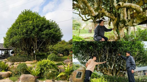 Cây cổ thụ hàng trăm tuổi đẹp nhất Việt Nam, 6 tỷ không thèm bán, chủ nhân mỗi năm thu vài tỷ