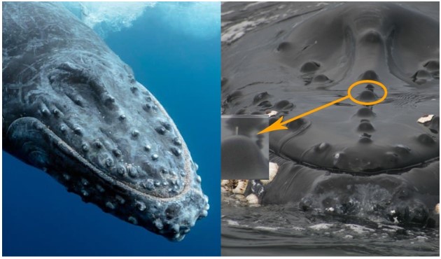 Có thể bạn chưa biết: Cá voi có lông hay không? Chúng sử dụng lông làm gì khi chỉ sống ở dưới nước?