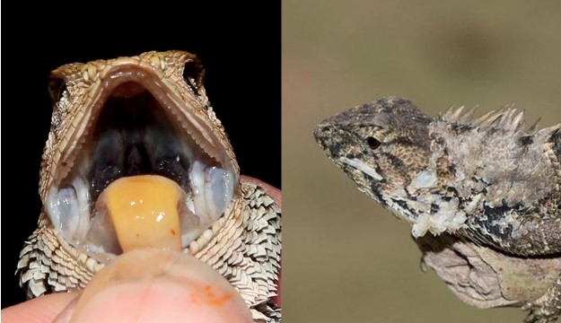 Phát hiện loài kỳ nhông mới ở Việt Nam: Vẻ ngoài đẹp như tượng tạc, dài chưa tới 10 cm