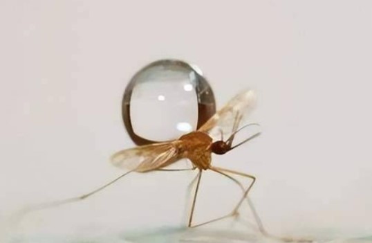 Giọt mưa rơi từ độ cao 10.000 mét và trúng muỗi, tại sao chúng không bị hạt mưa kết liễu?