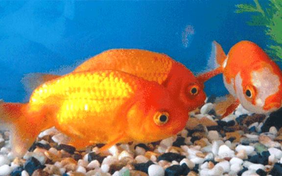 Vì sao cá nước ngọt không thể sống ở biển?