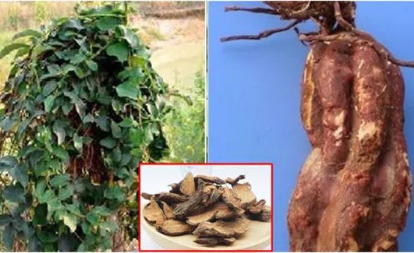 Loại cây từng mọc hoang ở vùng núi nay là dược liệu quý giá trị râu tóc bạc, chống ung thư cực tốt