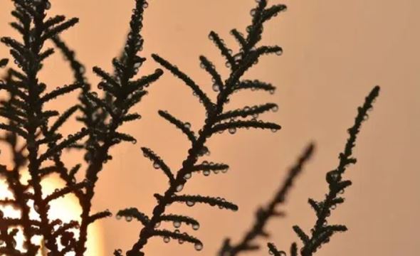 Phát hiện loài cây tiết ‘mồ hôi muối’ ở trên sa mạc, giúp cải tiến công nghệ thu thập nước ở nơi khô hạn