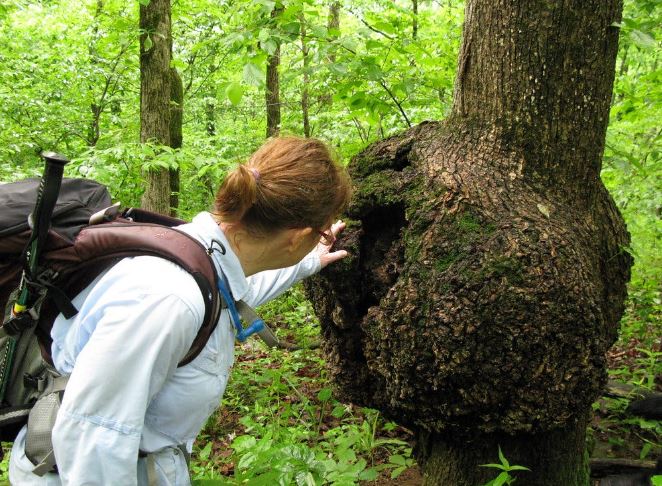 Cây có bị ung thư bao giờ không? Tại sao thực vật không chết vì bệnh ung thư?