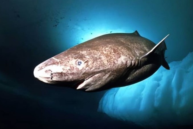 Độc đáo loài cá mập 150 tuổi mới bắt đầu giao phối, 'ân ái' bằng cách ‘cắn’!