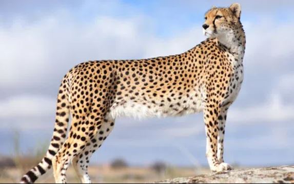 Điểm danh những loài động vật nhanh nhất hành tinh