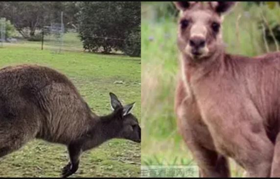 Loài động vật nào có IQ đỉnh cao, tự đào giếng để lấy nước?