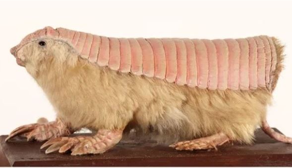 Loài động vật có làn da kép màu hồng kì lạ, chưa từng thấy ở 1 loài động vật nào trước đây