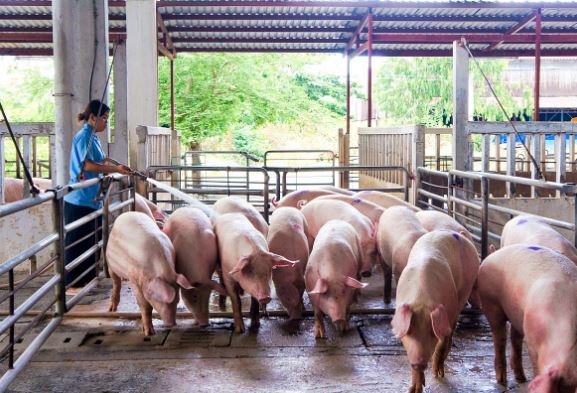 Giá heo hơi hôm nay 19/1/2024: Cả 3 miền tiếp tục tăng