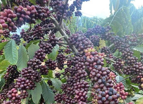 Giá nông sản ngày 19/1/2024: Cà phê tiếp tục giảm, hồ tiêu tăng 1.000 đồng/kg