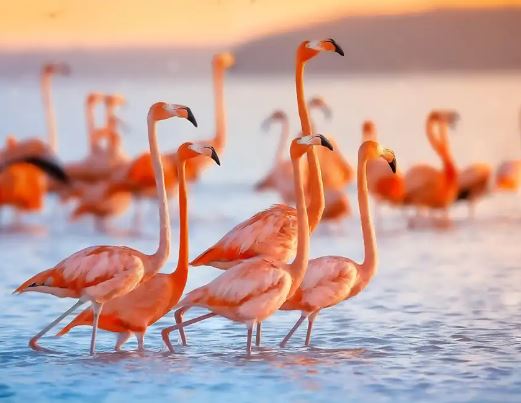 Lý giải vì sao loài hồng hạc lại có bộ lông màu hồng tuyệt đẹp