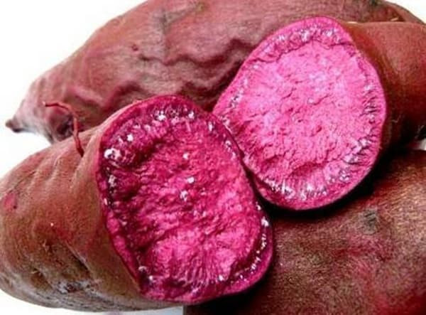 Khoai lang có thể tiêu diệt 98,7% tế bào ung thư, điều đó đúng hay sai? Kết quả nghiên cứu bạn nên biết!