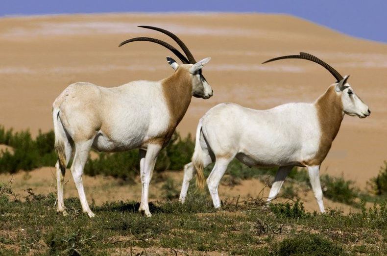 Loài động vật từng bị tuyệt chủng 23 năm trời trong tự nhiên được chuyên gia giải cứu thành công