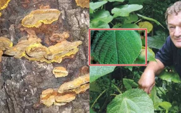 Phát hoảng với loại cây gây đau đớn nhất thế giới: Chạm vào như bị sét đánh, được nghiên cứu làm vũ khí hóa học