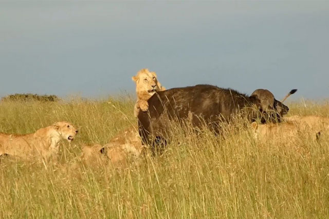 CLIP: ‘Quân đoàn’ sư tử kéo nhau đi săn ‘quái thú’ nặng gần 1 tấn