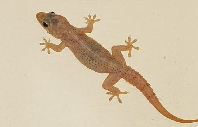 Tại sao thạch sùng bò được trên tường?