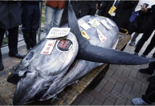 Cận cảnh con cá ngừ khổng lồ 238kg có giá bán hơn 19 tỷ đồng tại Nhật Bản