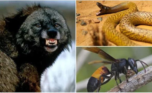 Những loài động vật là ‘cơn ác mộng’ khủng khiếp đối với con người: Việt nam có 1 loài