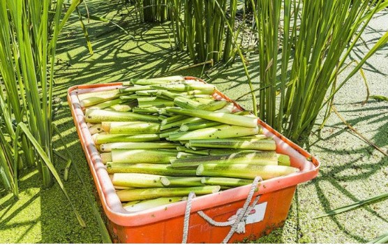 5 loại rau củ có nhiều ký sinh trùng nhất, nấu sôi chưa chắc đã chết nhưng nhiều người lại thích ăn sống