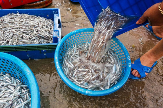 Khi mua cá, người sành ăn chọn '5 loại cá' không nuôi nhân tạo được, thịt nguyên chất tươi ngon