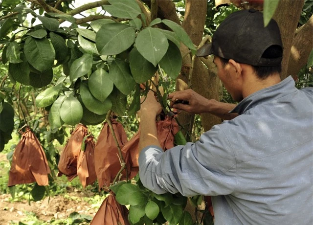 Hàng nghìn quả bưởi tạo hình Tài - Lộc đẹp mắt ở Hà Nội có giá bán đắt đỏ nhưng đã'cháy' hàng khi chưa kịp hái - Ảnh 2.