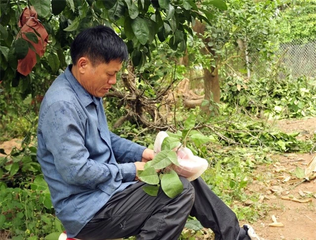 Hàng nghìn quả bưởi tạo hình Tài - Lộc đẹp mắt ở Hà Nội có giá bán đắt đỏ nhưng đã'cháy' hàng khi chưa kịp hái - Ảnh 6.