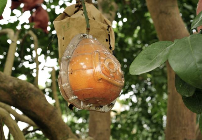 Hàng nghìn quả bưởi tạo hình Tài - Lộc đẹp mắt, có giá bán đắt đỏ nhưng vẫn 'cháy' hàng khi chưa kịp hái