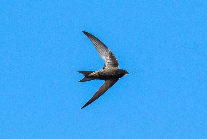 Kỳ lạ loài chim bay tới 10 tháng không cần hạ cánh