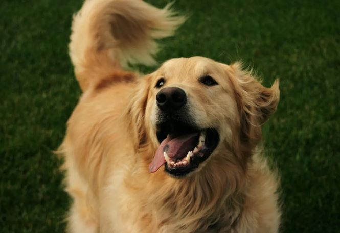 Tại sao chó lại vẫy đuôi, lý thuyết mới giải quyết mọi bí ẩn hóc búa nhất từ trước tới nay